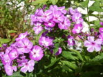 Garten 2.8.15 015.JPG