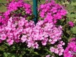 Garten 2.8.15 032.JPG