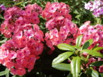Garten 2.8.15 033.JPG