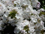 Garten 2.8.15 019.JPG