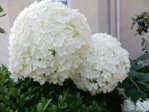 Garten 2.8.15 025.JPG