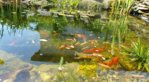 fisch.jpg fisch.jpg