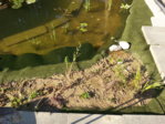 IMG_20150807_180547.jpg
