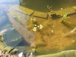 IMG_20150807_180604.jpg