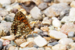 P7020199_2015-07-02_Wachtelweizen-Scheckenfalter_Melitaea-athalia_HGT.JPG