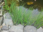 20150809_151554.jpg 20150809_151554.jpg