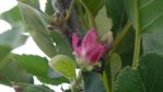 Apfelblüte.jpg