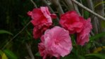 Oleander.jpg