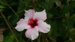 Hibiskus.jpg