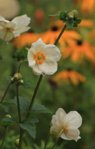 japanische Anemone_weiss_grün_orange_800.JPG