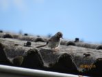 Marco IMG_6512.JPG