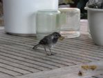 Marco IMG_6826.JPG