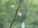 Apfelblüte IMG_6864.JPG Apfelblüte IMG_6864.JPG