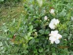 Rose IMG_6874.JPG Rose IMG_6874.JPG