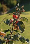 Caramella_Knospen_Laub_Wassertropfen_still life_800.JPG