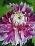 Foto0003.jpg
