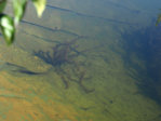 M1120929_2015-09-12_großer-Teich.JPG