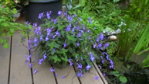wei-lila Fuchsie 3.JPG