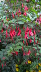 winterharte Fuchsie voll Blühten.JPG