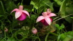 rosa-rote winterharte Fuchsie 1.JPG