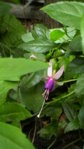 schmalle weiß-lia winterharte Fuchsie.JPG