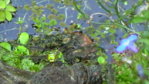 weiß-lia winterharte Fuchsie 2.JPG