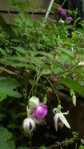 weiß-lila winterharte Fuchsie.JPG