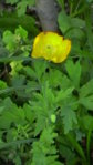 Waldmohn.JPG