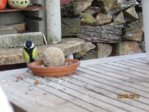 Kohlmeise IMG_6934.JPG