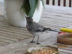 Marco IMG_6925.JPG