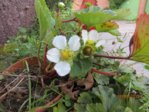 Erdbeere IMG_6939.JPG