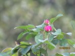Rose IMG_6935.JPG