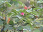 Rose IMG_6936.JPG