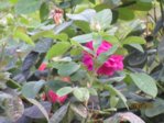 Rose IMG_6937.JPG