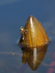 M1120960_2015-09-12_gefleckter-Rueckenschwimmer_Notonecta-maculata_3135x4181_freihand_HGT.JPG