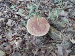 pilz6.JPG