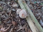 pilz.JPG