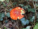 pilz1.JPG