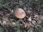 pilz2.JPG