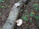 pilz4.JPG