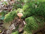 pilz5.JPG