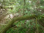 DSCN0087.JPG