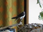 IMG_7518.JPG