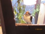 IMG_7703.JPG