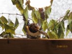 Sowi IMG_7733.JPG