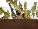 Sowi IMG_7738.JPG