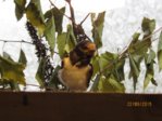 Sowi IMG_7739.JPG