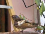 Sowi IMG_7744.JPG