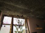 Sowi IMG_7749.JPG