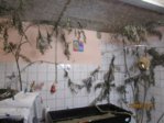 Sowi IMG_7787.JPG